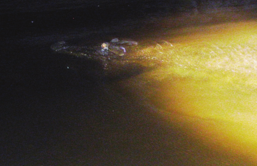 Photo of a crocodile swimming at night