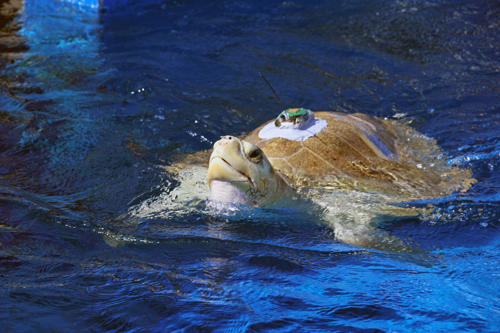Turtle With Tracker On Back