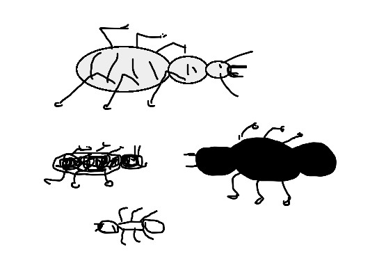 Four different sketches of an ant.