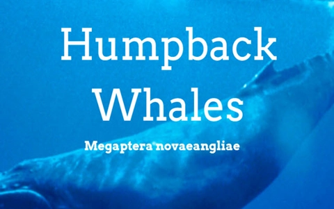 humpback-whales_thumbnail.jpg