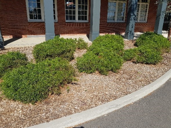 Garden bed with green bushy plants in it.