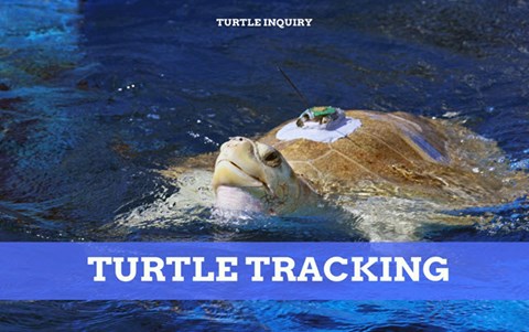 Turtles: Exploring data tracking turtle movements Image