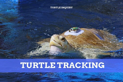 Turtles: exploring data tracking turtle movements