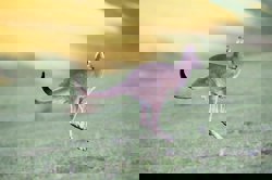 How can AI recognise what it sees?  Image