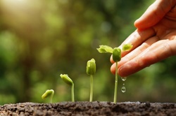 Planting fruit and vegetables Image