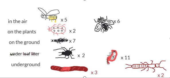 Graph showing bug type, quantity, and location. The bugs include five bees, two ladybugs, seven ants, two spiders, three worms, six flies, eleven little bugs and two centipedes. The locations are categorised as: in the air, on the plants, on the ground, under leaf litter and underground.
