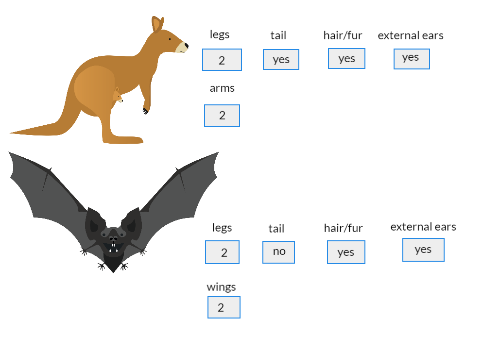 The information provided in the table regarding the features of a kangaroo and a bat has been represented diagrammatically for visual aesthetic.