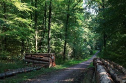 Seeing the wood for the trees Image