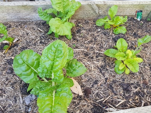 Vegetable garden with green leafy vegetables in it.