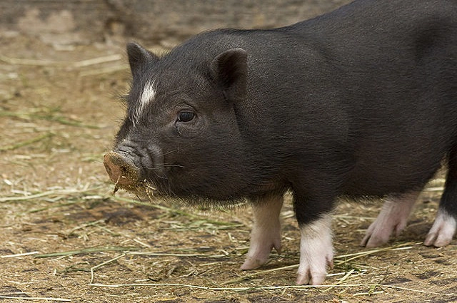 Vtcc Lesson 11 Adaptable Functions Pig