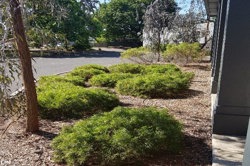 Schoolyard biodiversity detectives  Image