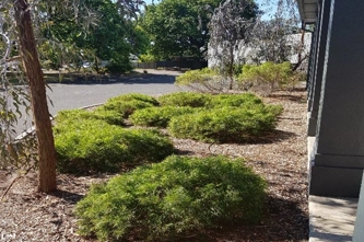 schoolyard-biodiversity-detectives_thumbnail.jpg