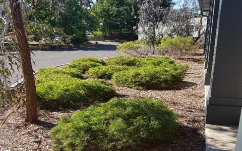 schoolyard-biodiversity-detectives_thumbnail.jpg
