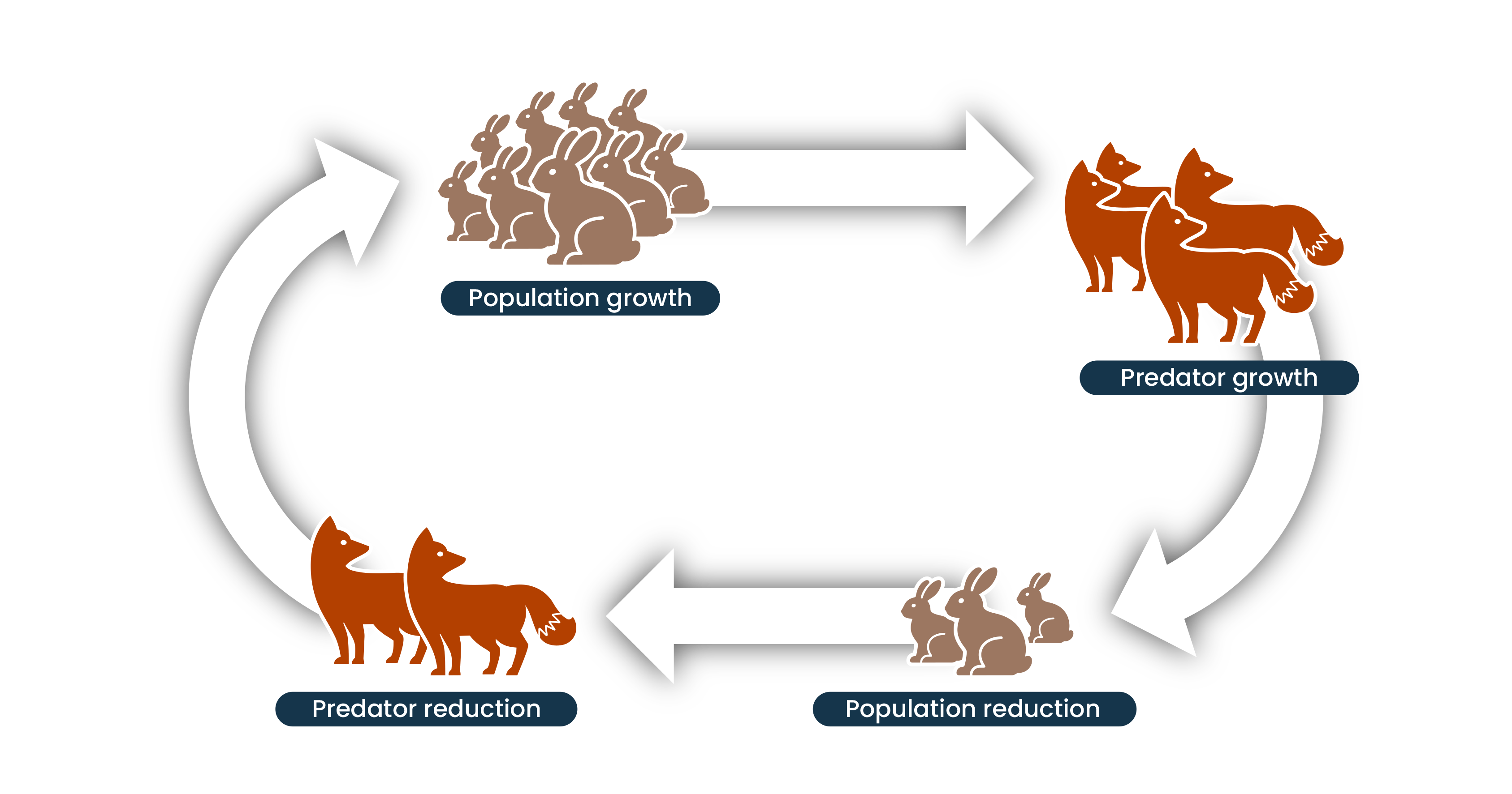 Circular predator-prey cycle showing that rabbit population growth leads to predator growth, increased predators cause rabbit population reduction, and fewer rabbits lead to predator reduction, allowing rabbit populations to grow again.