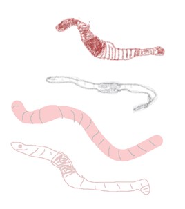 Four different sketches of a worm.