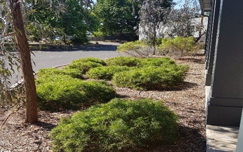 Schoolyard biodiversity detectives Image