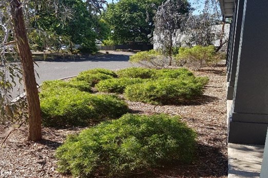 Schoolyard biodiversity detectives Image