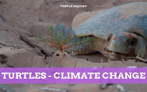 Turtles: Impact of climate change on Flatback turtle populations Image