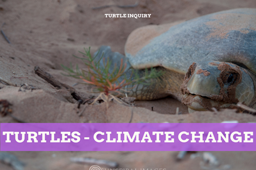 Turtles: impact of climate change on Flatback turtle populations