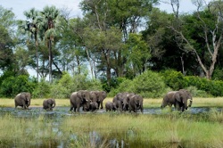 Experience ‘Okavango Delta’ in Southern Africa with VR Image