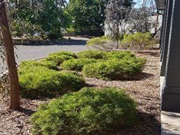 Schoolyard Biodiversity Detectives Thumbnail
