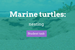 Turtles: exploring data in turtle population dynamics Image