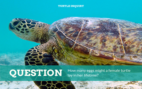 Turtles: Exploring data in turtle population dynamics Image