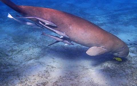 Protecting dugongs Image