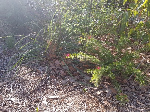 Garden bed with green bushy plants, with red flowers, in it.