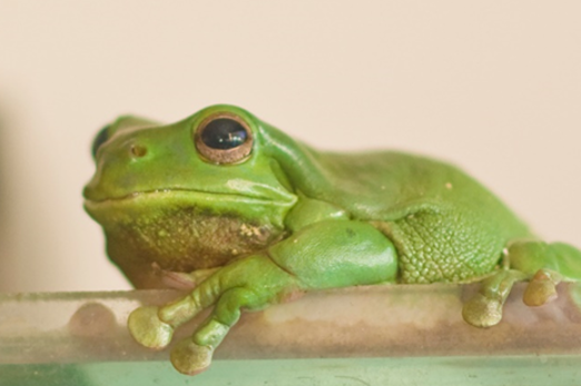 My Favourite Animal Thumbnail