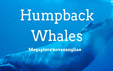 Humpback whales: what the data reveals Image