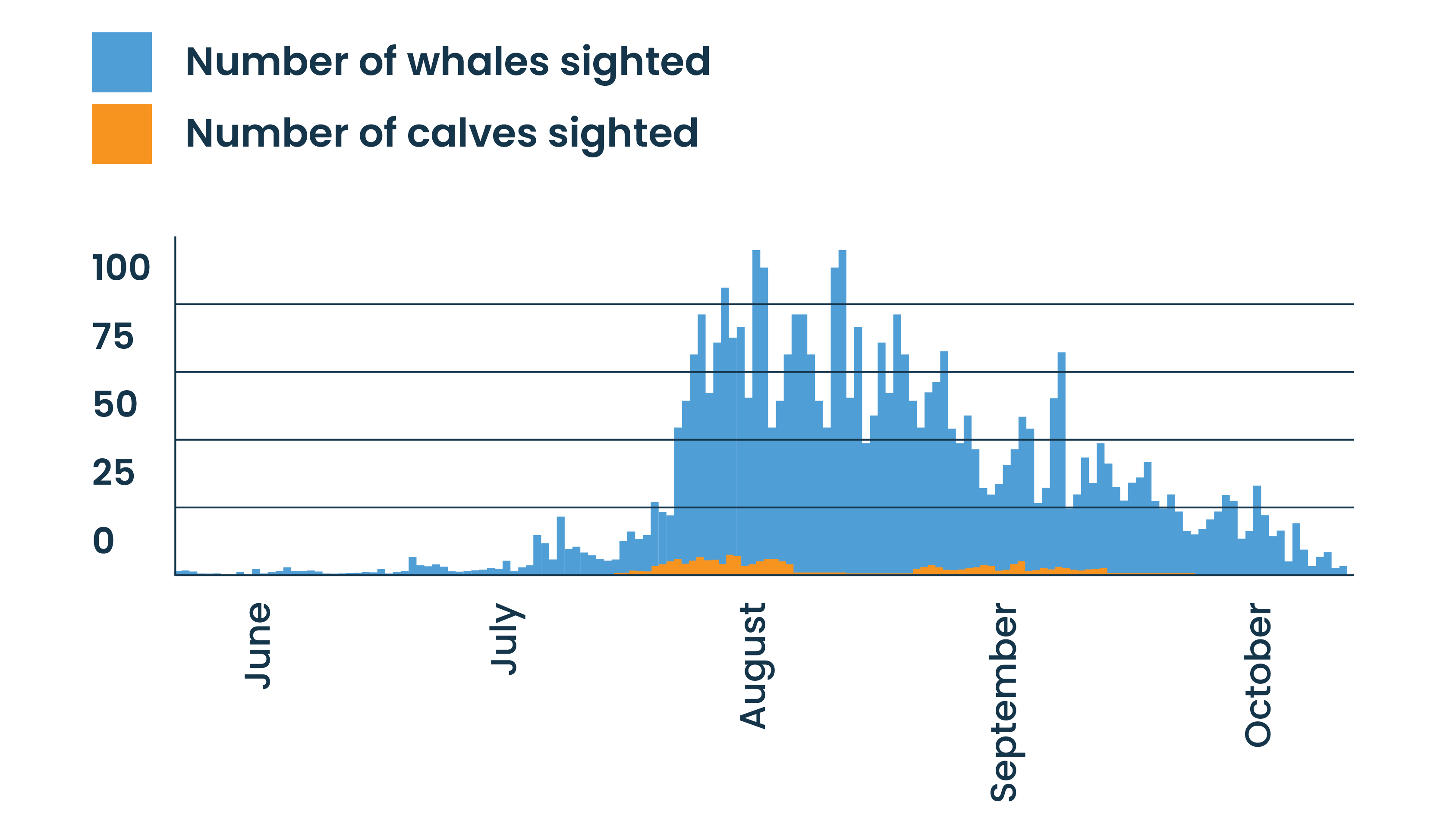 Graph showing whale sightings rise sharply in August, peak at over 100 sightings, then gradually decrease through September and October. Calf sightings remain low throughout the season.